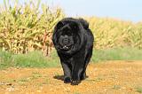 CHOW CHOW 272